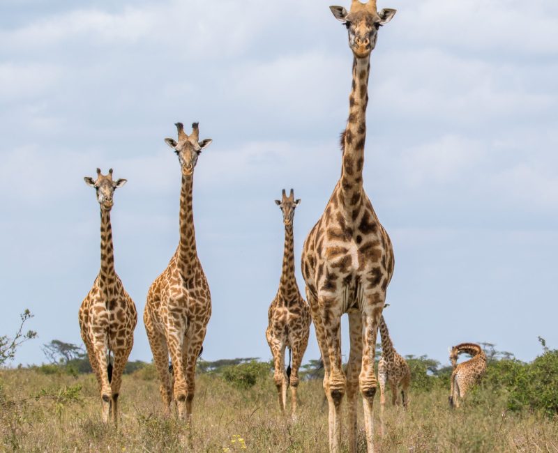 giraffe in the african national park